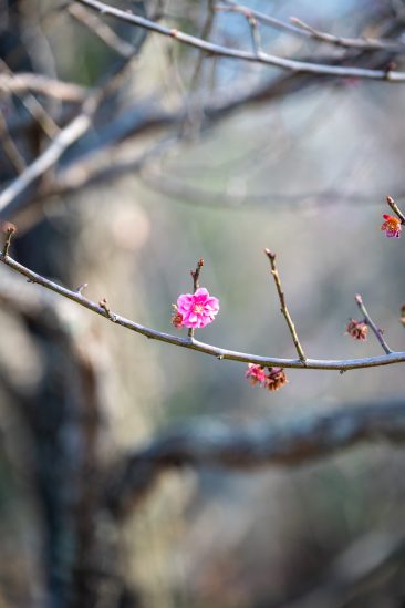 Plum Blossoms