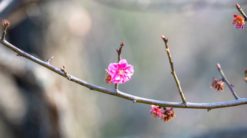 Plum Blossoms