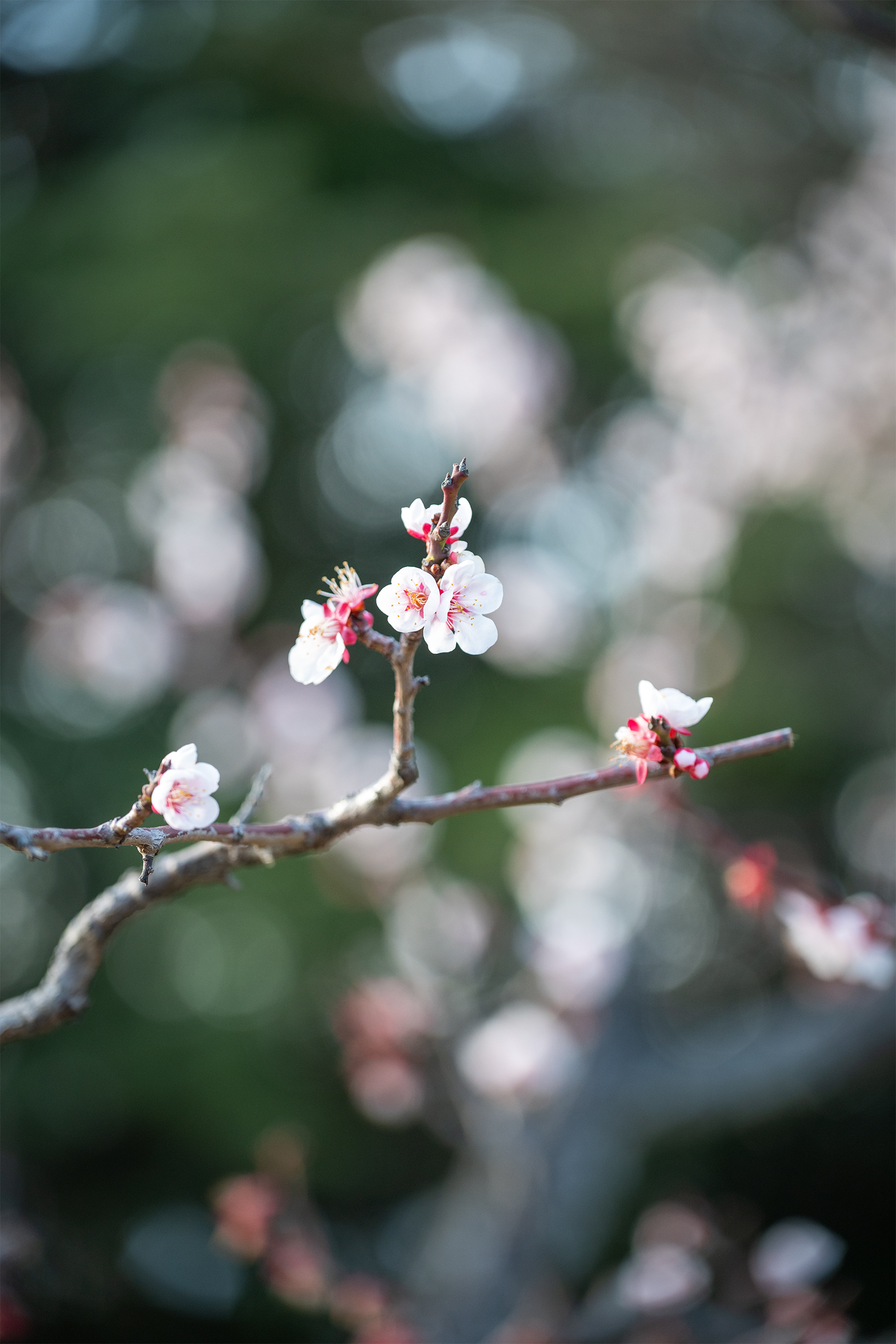 Plum Blossoms