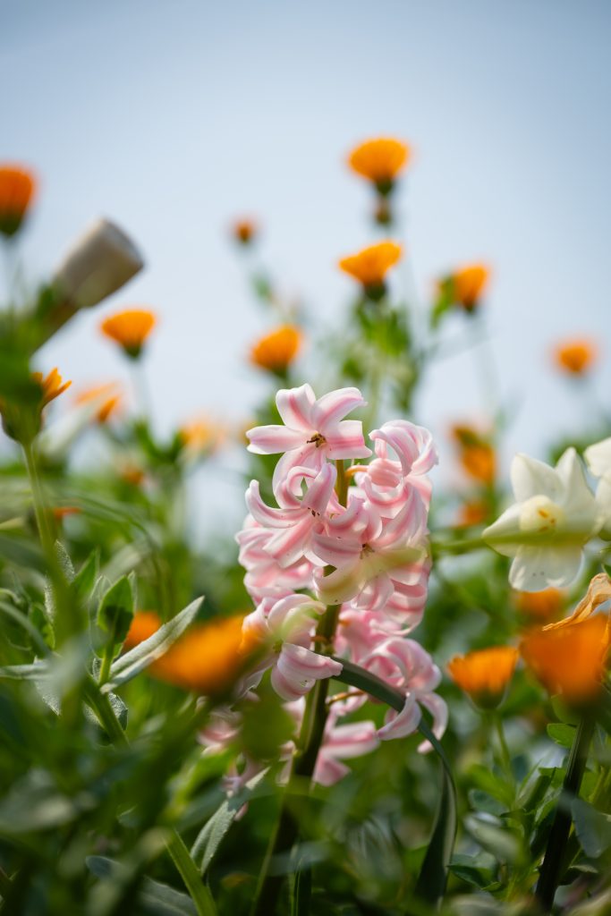 Hyacinth