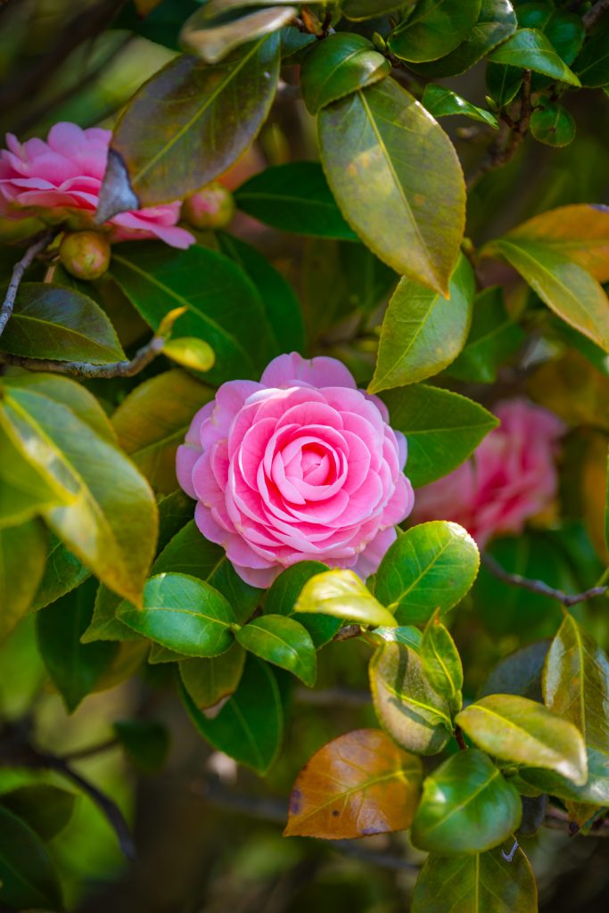Camellia