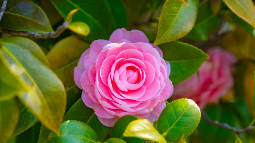 Camellia