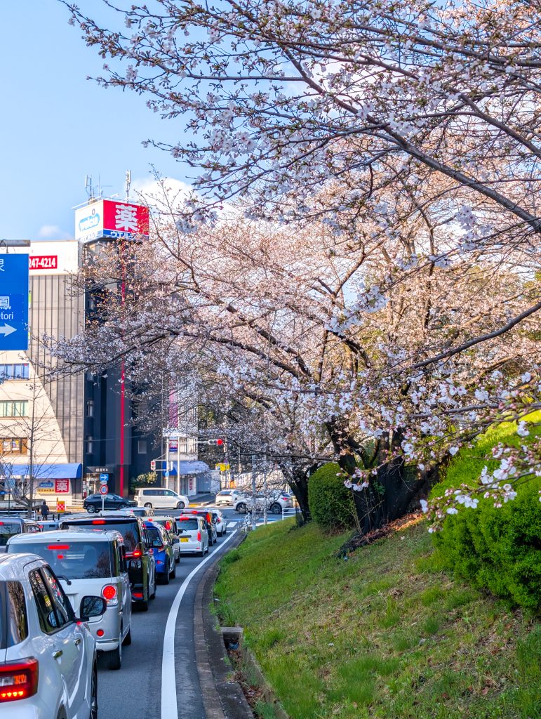 Cherry Blossoms Along the Road #2