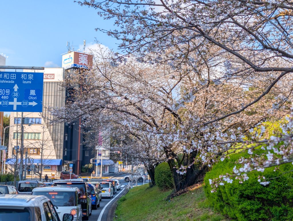 Cherry Blossoms Along the Road #1