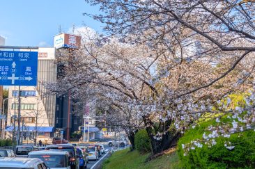 Cherry Blossoms Along the Road #1