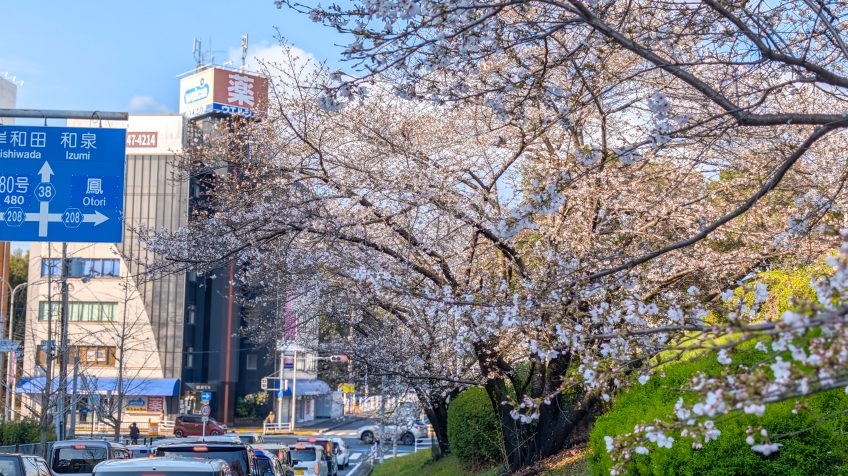 Cherry Blossoms Along the Road #1